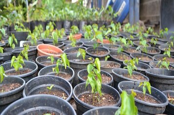 Viveiro municipal de pompeia é revitalizado