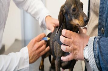 Vigilância sanitária anuncia início da campanha de vacinação antirrábica