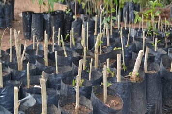 Mais de 200 mudas de árvores foram plantadas em pompeia no último ano