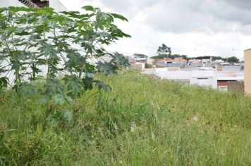 Tributação aplica multas em proprietários de terrenos com mato alto e falta de manutenção