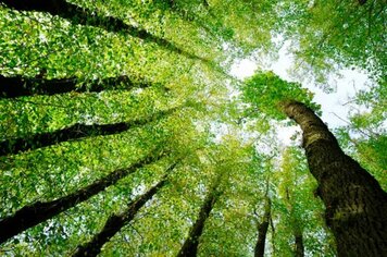 Meio ambiente planeja recuperação do “bosque” de Pompeia