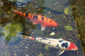 Lago da Praça das Cerejeiras ganha novos peixes ornamentais