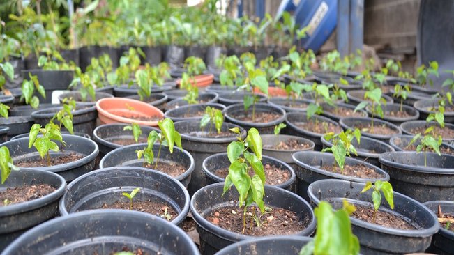 Viveiro municipal de pompeia é revitalizado