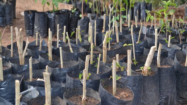 Mais de 200 mudas de árvores foram plantadas em pompeia no último ano