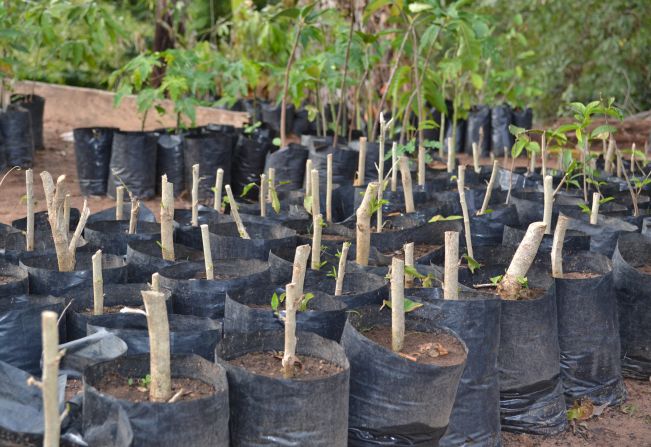 Prefeitura disponibiliza mudas de árvore para doação