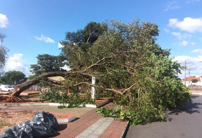 Queda de árvore na praça do JK afeta a iluminação do local