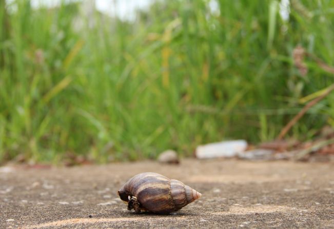 Fiscais da Prefeitura distribuem primeiros autos de infração do ano por mato alto e entulhos em calçadas