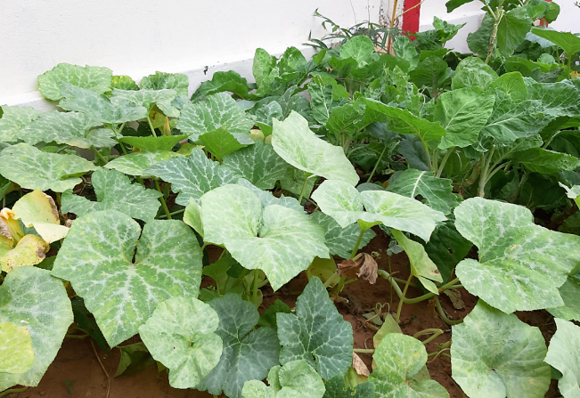 Unidades de Saúde cultivam hortas comunitárias em Pompeia